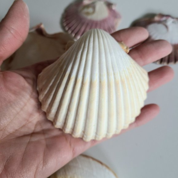 6 large sea shells. - Picture 5 of 5